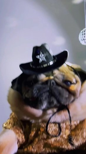 Miley Cyrus Dancing with Doug the Pug Compilation