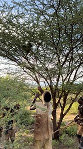 Arrow hit, stone finish.” 🏹🪨 and finaly bow make it easy 😳😬🙌 #hadzabe #usareels #hadzabe #Bushtribe #chaba | Bush Tribe