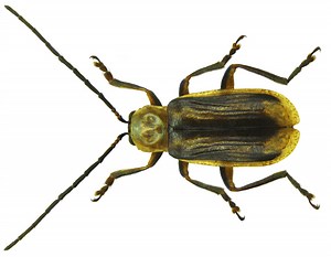 What's all this about a GMO-eating bug?