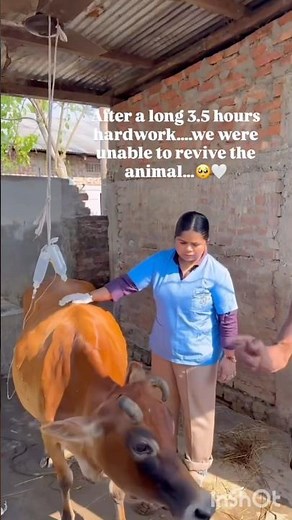 Cow Uterine Prolapse — Emergency Treatment Explained in Seconds!