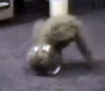 Un chat dans un bocal à poissons