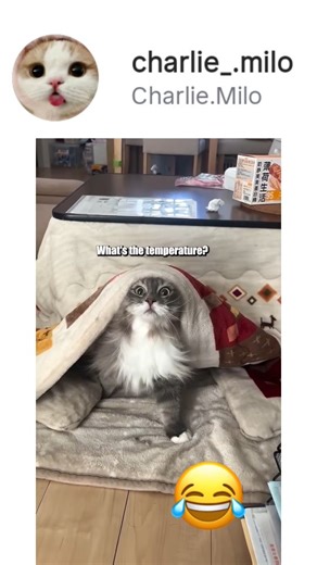 Clipstro on Instagram: "funny dog videos DM for credit or removal request (no copyright intended) • All rights and credits reserved to the respective owner (S) #duet #gangster #voiceover #cat #plane #fyp #voiceover #dogvideo #aminal #funnydog #dog #cat #feline #funny #cat #fyp #followme"