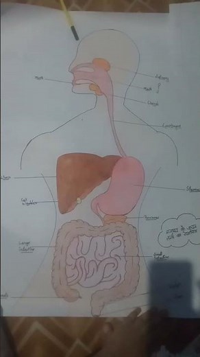 humans digestive system diagram drawing || easy science project 💯