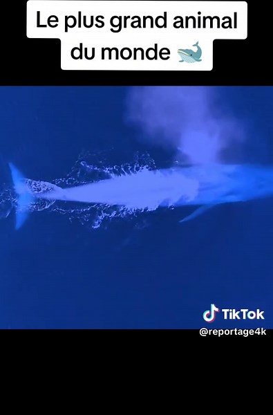 La baleine, le plus gros animal du monde - Documentaire sur l'océan