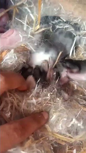 One Day Old New Born Rabbit🐇 #cuteanimals #babyrabbit