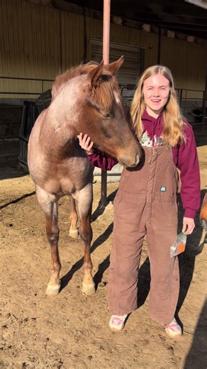 Did we guess the reactions for my other horses…?🐴🥕 #carrots | horses videos