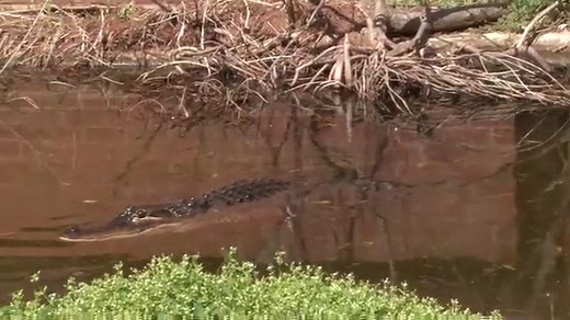 American alligator