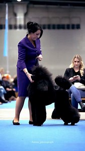 Voittaja Winner 2025 Helsinki Best of Breed (BOB) 2025 – Standard Poodle (black, brown, and white) Judge: Christophe Coppel BOB: Star Sapphire Mustang Owners: Tell Collinge Camilla & Hamilton Brett BOS: Gortier I Wear My Versace Owners: Henna Pekkola & Tony Pekkola | Aussie_Photograph