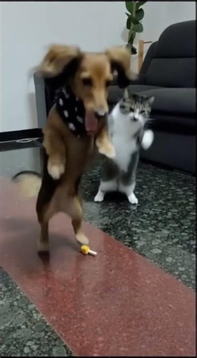 兩隻萌寵的霹靂舞派對Breakdance Party of Two Cute Pets