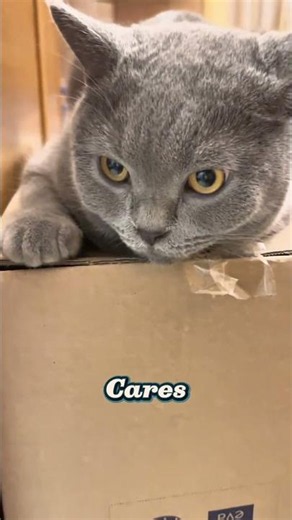 When a Cat Finds the Perfect Box