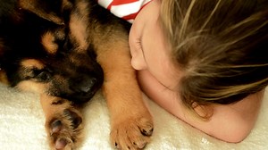 . What You Didn’t Know About German Shepherd Intelligence