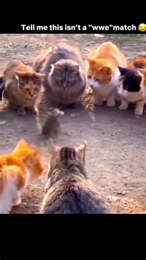 mew vs mew cat fight #shorts