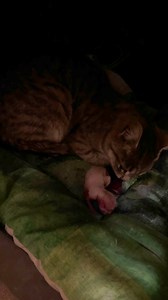 Estoy totalmente te en shock !!! Recuerdan a la gatita que llegó apenas el viernes y cuya cirugía para esterilizarla la teníamos programada para el martes ? Pues justo hace unos minutos antes de irnos a dormir, fuimos a revisarla y pum! Un bebé recién nacido, que al juzgar por el tamaño de la gata y el tamaño del bebé, esperemos que sea el único, ahorita los voy a estar monitoreando en caso de que nazcan más, de entrada ya les cambié su almohada por sábanas limpias y unos cartones para que guard