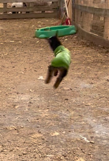 Bouncing babies! 😄#goat #animaltherapy #babygoat | baby goats