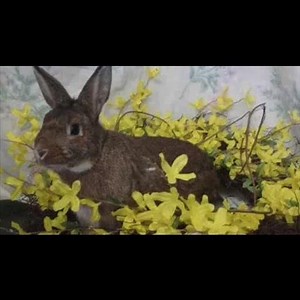 This is Sanders! He's a neutered male, American Sable Rabbit and is two years old. Sanders weighs approximately four pounds. Sanders has been at the shelter since April 18, 2019. Sanders is a snuggle bug that loves being handled and sitting on your lap. He hops over for fresh greens and is ready to become a forever "love bun!" You can adopt some bunny special at Chesterfield Square Animal Care Center, 1850 W. 60th Street Los Angeles 90047 104.3 MYfm Mario Lopez Tim Frasier NKLA iHeartRadio #Thur