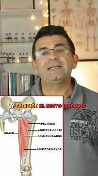 Adductor muscles function and anatomy.