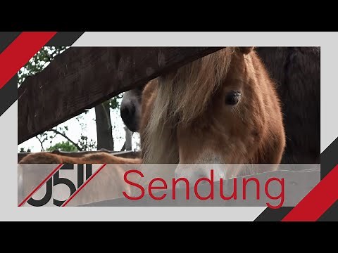 Zuhause für über 200 Tiere: Ein Tag auf dem Gnadenhof
