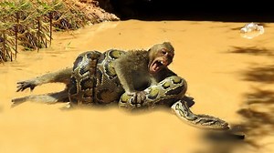 1K views | Amazing Boys Rescue Monkey From Python Hunting | Captured Photography | Facebook