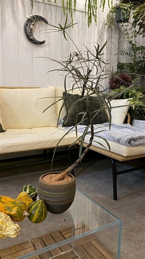 Brachychiton Rupestris Styled With Vintage Pot/ Queenisland Bottle Tree/ Mediterranean - Etsy