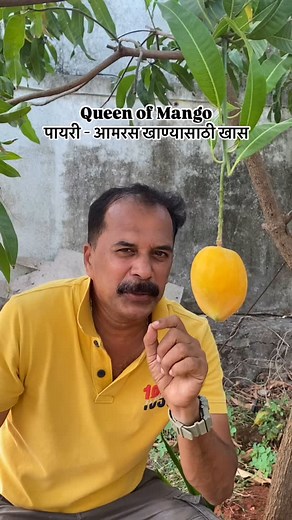 63K views · 2.4K reactions | Payari - One of the best native variety of Mango in Konkan region , after Alfonso payari is preferred . A specific class of a people prefer payari above hapus because of its sweetness and lot of pulp, it's mostly used in making Aamras. It also bears alternate yr fruit but it is supposed to be the queen of a mango because of its sweetness and colour and pulp. | theraresort_ | Facebook