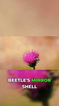 The Beetle With Natural Mirrors Built Into Its Shell