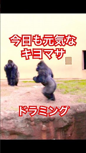 Kiyomasa’s energetic drumming【東山動物園•ゴリラ】 #gorilla #higashiyama