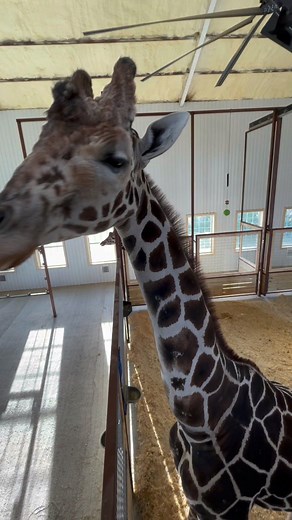 This is the Second Video of the Giraffe House, Showcasing the Catwalk where you can get up close and personal with JM & Annabelle! We are so excited to have all of you come and visit at Texas Safari Ranch! | Texas Safari