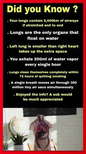 What Actually Happens Inside Your Lungs