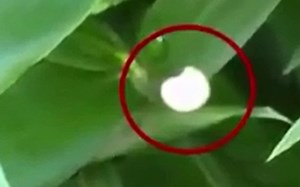 orbs在丛林中飞舞的 新纪元的开启？