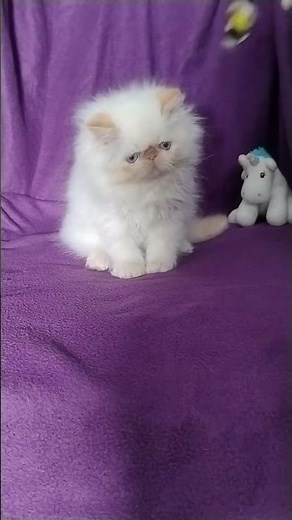 Ron Red Point Persian Male Kitten Available Now | Purebred Kitties