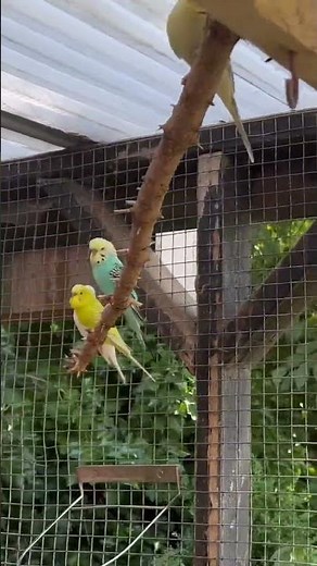 Outdoor Budgie Aviary #budgies #parakeet #bird #birds #animal #birdsounds #animals #nature