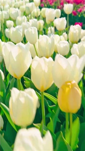 Spring Awakening in 4K Relaxation Scenes #spring #sleepaid #relax #peace #nature #animals