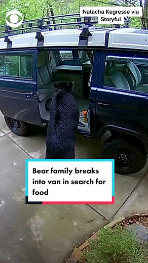 Bear Family Breaks Into Van for Food