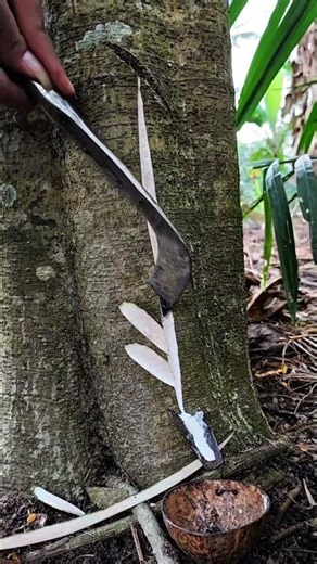 Rare latex harvest #worldwide #rubberfarmers #rarelatex