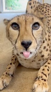 The surface of a cheetah’s tongue is covered with tiny, backward-facing spines called papillae, made of keratin. These papillae give the tongue its raspy texture, which acts like a natural comb or file. 🎥 Amanda. #cheetah #tongue #grooming #DidYouKnow #animalfacts #bestlittlezoointexas | Frank Buck Zoo