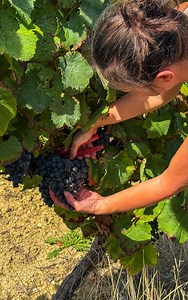 🍇 #Agriculture | Les vendanges touchent bientôt à leur fin dans le Gers ! Temps fort de notre territoire, elles rappellent toute l’importance de la filière viticole pour l’économie, le patrimoine et l’identité gersoise. 👉 Aux côtés des viticulteurs, le Département du Gers soutient activement ces filières, essentielles à la vitalité de nos campagnes et à leur rayonnement bien au-delà de nos frontières. 🌿 Préserver, accompagner et valoriser : autant d’actions pour que cette tradition reste un m