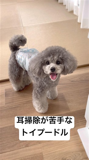 耳掃除しよっか🐶 垂れ耳だと耳の中が蒸しやすいから清潔にしようね✨ #トイプードル #トイプードルシルバー #犬のいる生活 #耳掃除 #犬の耳掃除 #犬の健康 #toypoodle #cutedog