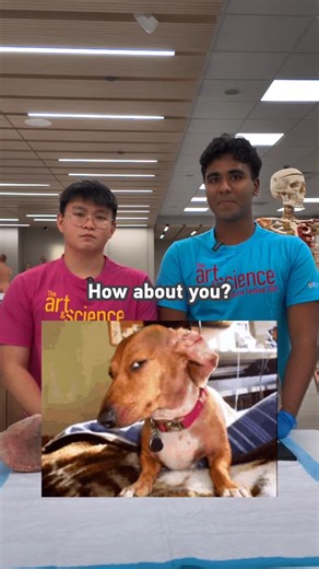 LKCMedicine on Instagram: "What’s happening at the Art & Science of Medicine Festival this Saturday? 👀 From free performances, talks, and activities, to hands-on CPR and Nasogastric Feeding demonstrations at our Clinical Procedures booth, there’s a lot of learning that will be going on! If you are curious about the human body, explore plastinated organs at our Anatomy Booth and learn about the effects of smoking on the lungs. You can enjoy a free health screening at the HELIOS booth and be part