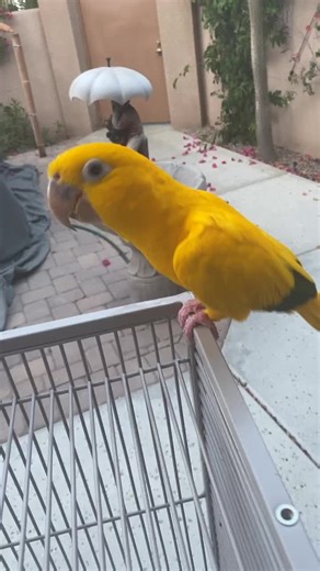 Teaching Your Bird Conure Dance Moves: A Step-by-Step Guide