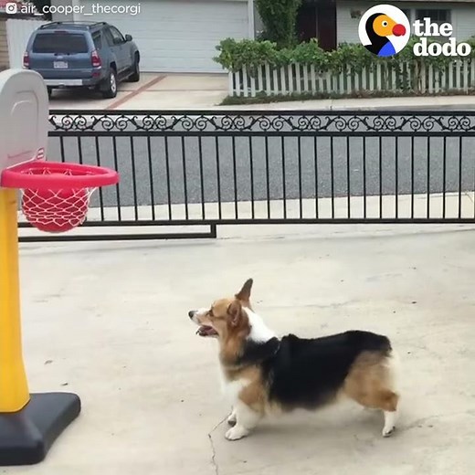 Super Talented Corgi Plays Basketball