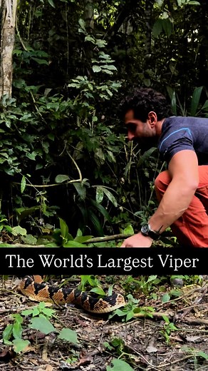 The bushmaster. Found right near camp, at the @altasanctuary . Spending time with the largest species of viper on earth demands extreme respect and concentration. These are placid, gentle animals that happen to have lethal venom. In this case, demonstrating this snake’s size and beauty was done carefully and cautiously before it was allowed to go on its way, out into the jungle (hopefully further away from our camp!) Thank you @life.of.ian for spotting this beauty! | Dominick Rosolie