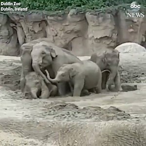 3K views · 34 reactions | POOL PARTY: These elephants are practically...