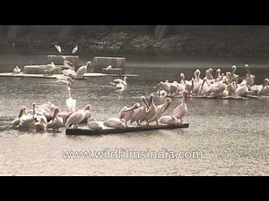 Flock of Pelicans oblivious to the garbage behind