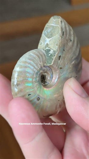 Old as can be, spiraled and shiny. Nacreous Ammonite Fossil.