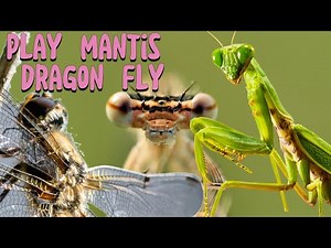 What Happens When Dragonfly meets Praying Mantis!? #Nature #Insects #hd #4k #subscribe