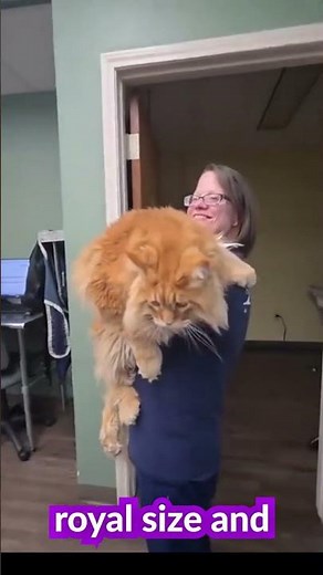 One of the Biggest Domestic Cats Ever 🐱