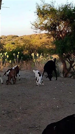 Daily Life of Goats: Grazing in the Wild