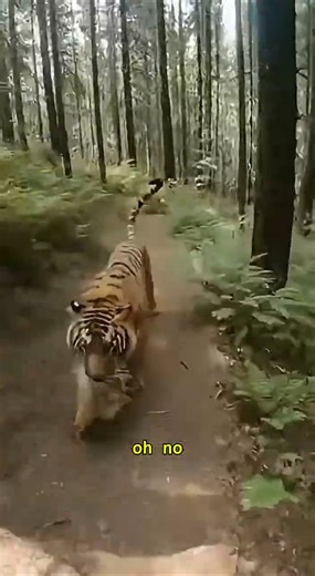 POV: You’re being HUNTED by a Tiger! 😱 (Survival Challenge)