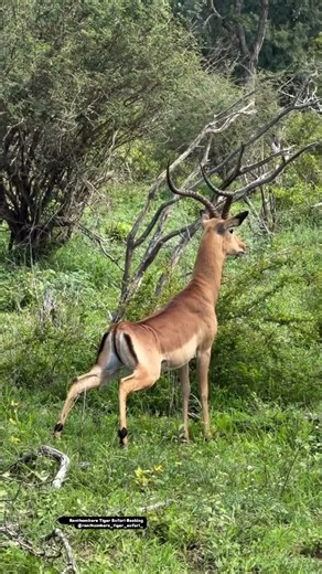 Ranthambore Tiger Safari Booking on Instagram: "Heeran ka Rare Calling Pose – Jungle ka Real Magic!”😱 Wild Antelope Calling Moment in the Jungle 🔥🦌” “Jungle ka asli magic! 🦌✨ Yeh heeran ek rare calling sound kar rahi thi aur iss unique posture ko dekhkar pura forest moment freeze ho gaya. Wildlife lovers… this is a once-in-a-lifetime sight! 🌿💚 Ranthambore vibes 🔥 #RanthamboreTigerSafariBooking :- Book Your Safari:- +91 8619250892 📸Insta :- @ranthambore_tiger_safari_ #Wildlife #WildlifeVi
