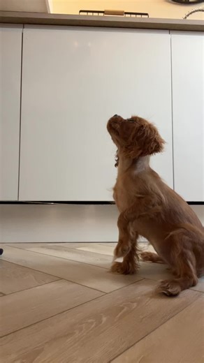 Funny Moments with Ruby Cavalier Puppies